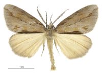 Pseudocoremia lupinata (male). Geometridae: Ennominae. 