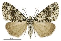Pseudocoremia monacha (female). Geometridae: Ennominae. 