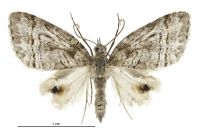 Microdes quadristrigata (male). Geometridae: Larentiinae. 