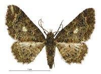 Pasiphila lunata (male). Geometridae: Larentiinae. 