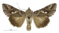 Chrysodeixis argentifera (male). Noctuidae: Plusiinae. Regular migrant to New Zealand