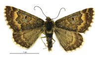 Dasyuris catadees (male). Geometridae: Larentiinae. 