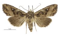 Meterana stipata (female). Noctuidae: Noctuinae. 