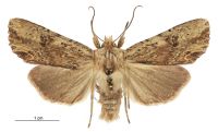 Graphania rubescens (male). Noctuidae: Noctuinae. 