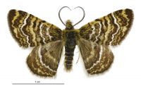 Notoreas chioneres/mechanitis (male). Geometridae: Larentiinae. 