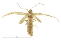 Asaphodes oraria (female). Geometridae: Larentiinae. 