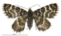 Dasyuris micropolis (female). Geometridae: Larentiinae. 