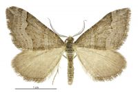 Xanthorhoe orophyla (male). Geometridae: Larentiinae. 