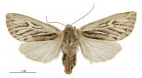 Ichneutica dione (female). Noctuidae: Noctuinae. 