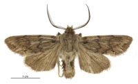 Graphania erebia (male). Noctuidae: Noctuinae. Subantarctic Islands only
