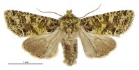 Graphania tetrachroa (male). Noctuidae: Noctuinae. 