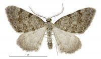 Helastia farinata (male). Geometridae: Larentiinae. 