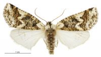 Declana toreuta (female). Geometridae: Ennominae. 