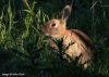 Rabbit in the light. Image © John Hunt