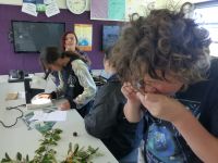 Students examining weeds using microscopes and hand lenses