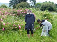 Students collecting wild roses in the field