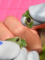 Green thistle beetles - <em>Cassida rubiginosa</em>