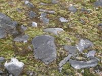 Lush moss at Cape Hallett, Antarctica 