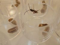 Newly emerged <em>Sphecophaga</em> male in quarantine at Lincoln. 