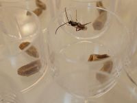 Newly emerged Sphecophaga male in quarantine at Lincoln. 