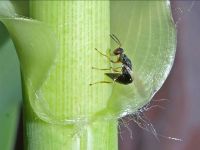Giant reed wasp ovipositing,