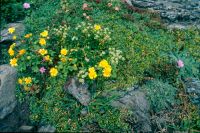 Rare native plants on seabird nesting sites, South Brothers Island (Shannel Courtney)