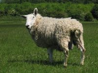 Sheep, Border Leicester Cross: Border Leicester sheep