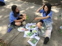 Takapuna Grammar School students identifying and labelling plants in the field. Photo: Monique Russell.