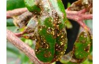 Myrtle rust. Image © Ministry for Primary Industries
