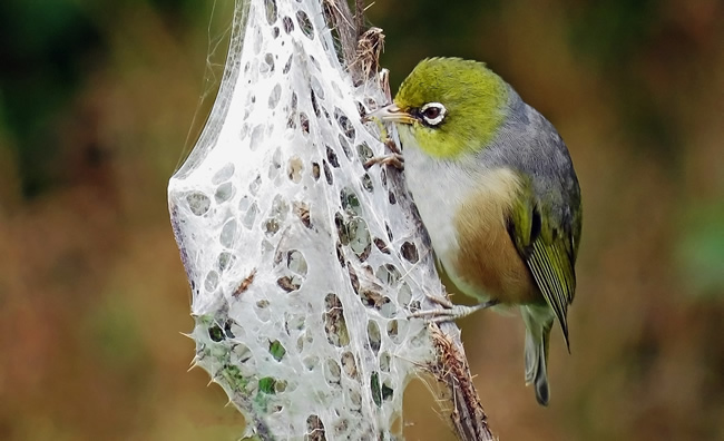 Silvereye feeding on a spider’s nest / BJ Hunter, Landscape Artist NZ 