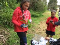 Manuka School students collecting and recording Sod's balsam at Spinella Reserve. Photo:  Monique Russell