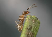 Argentine ant.  © Richard Toft, Entecol