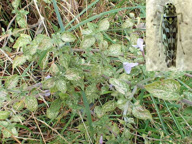 Sage leafhopper feeding damage on lesser calamint in Hawke’s Bay (pale blotches). Leafhopper inset 