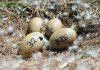 Black swan eggs in the nests are labelled for future monitoring