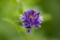 Lucerne in flower