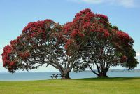 Pōhutukawa tree taken at Cornwallis Beach, West Auckland