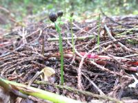 Regeneration of native plants at Waingaro Valley release site