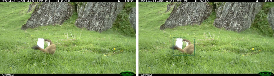 When the artificial intelligence software identifies an animal in a photograph, it draws a box around the animal, labels it by species and gives a confidence rating for the identification. This helps the user to check the accuracy of identifications. ‘Clean’ copies of each image are saved into folders according to species, and a spreadsheet is produced showing the species identified in each image.