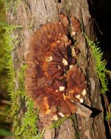 Tea tree fingers (<em>Hypocreopsis amplectens</em>) – a critically endangered fungus.