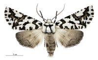Moth - Declana nivea