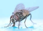 Adult housefly