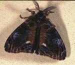 Male moth