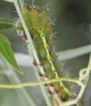Larva of gum emperor moth Photo from Robyne Kippen