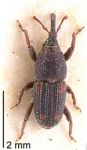 Rice weevil, dorsal view