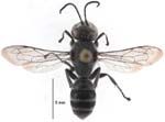 Adult wasp