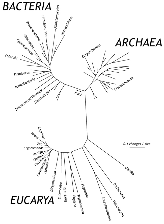 Tree of life showing the three domains of life (Bacteria, Archaea, Eucarya) based on sequencing of 16S ribosomal RNA (modified from NR Pace)