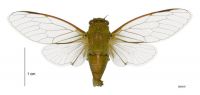 Dugdale's Cicada: <em>Kikihia dugdalei</em>