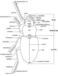 Carabidae, dorsal view