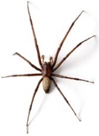 Sheetweb spider. Image - Aaron Scott–Boddendijk