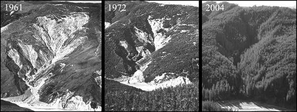 The effectiveness of gully reforestation is evident in these three photos of the same gully, taken between 1961 and 2004.